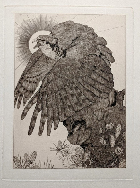 'THE FALCON' original etching by C & E Detmold - published 1904