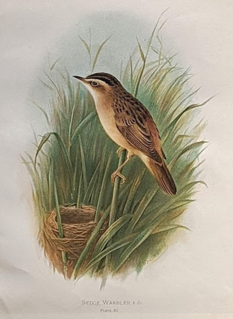 vintage bird print: 'SEDGE WARBLER' by H. Gronvold - Chromolithograph, published in 1908