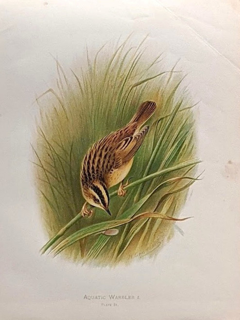 vintage bird print: 'AQUATIC WARBLER' by H. Gronvold - Chromolithograph, published 1908