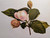 NOW SOLD  -  'MAGNOLIA PARVIFLORA' - vintage botanical print, published 1883
