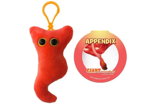 Appendix Keychain- With Informational Tag
