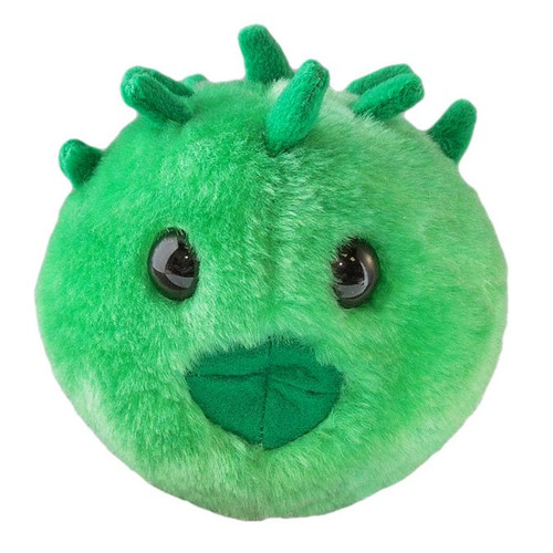 Chlamydia- Front View