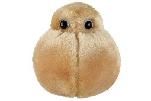 Fat Cell- Front View