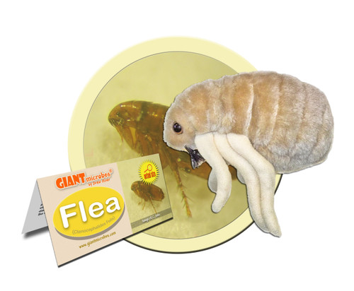 Flea- With Informational Tag