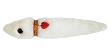 Heartworm- Side View