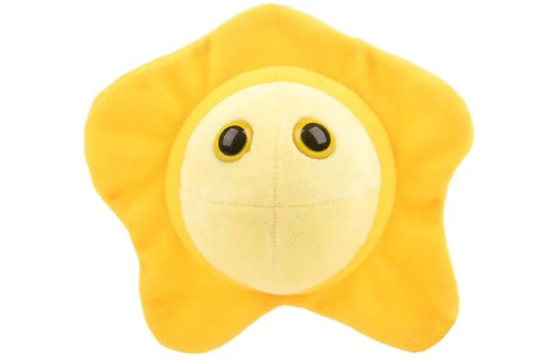 Herpes- Front View