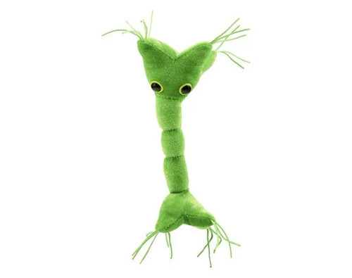Nerve Cell (Neuron)- Front View