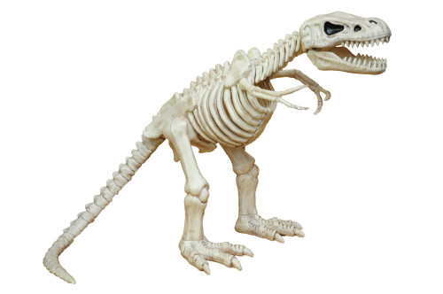 T-Rex Skeleton