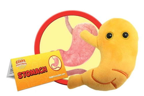 stomach plushie with informational tag
