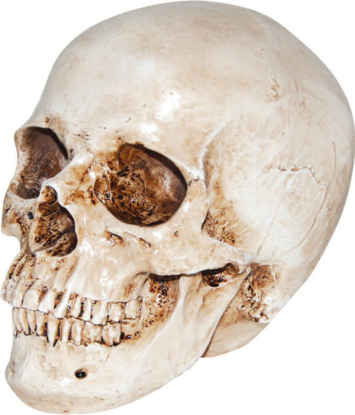 Realistic Human Skull