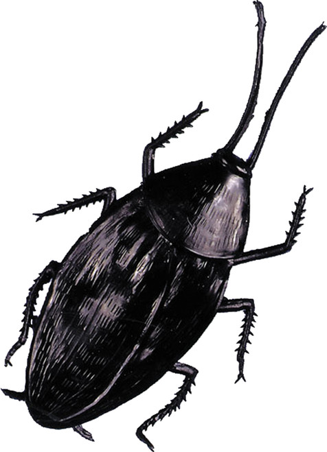 Giant Texas Cockroach