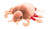 Crab Louse - Front View