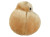 Fat Cell- Side View