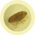 Flea/ Ctenocephalides felis - Under the Microscope