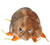 Mange Plushie