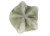 Norovirus- Original- Top View