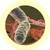 Salmonella typhimurium-under the microscope