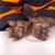 WerePups- Cooper- feet up close