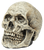 Human Skull Prop