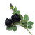 Black Spray Roses- front view
