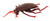 Giant 11" Bugs- cockroach, side view