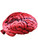 Vital Organ Brain Prop