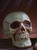 8" Skull- right angled view