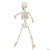 19" Poseable Skeleton- back view
