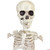 19" Poseable Skeleton- close up