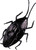 Giant Texas Cockroach
