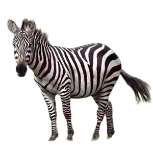 Zebra PPME-ONPREM-7000-PTRS Printer Profile Manager Enterprise - Image 2