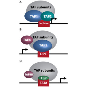 ACTI Taf-(Cds-Tmbds-WAYP55) - Taf-Cds-Tmbds-WAYP55