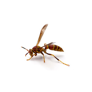 Wasp I00011385 Wasp 408PlusIndusBarcoPrntw/300dpiPrnthd