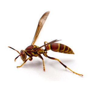 Wasp I00011385 Wasp 408PlusIndusBarcoPrntw/300dpiPrnthd