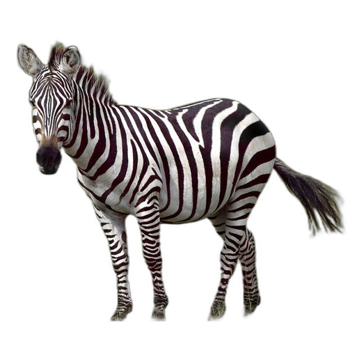 Zebra PPME-ONPREM-7000-PTRS Printer Profile Manager Enterprise