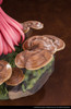 PREORDINE+ 04/2025 The Mushroom Girls - Series No.5 Mannentake Statue 23 cm