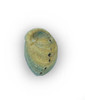 Single Farmed Paua Shell Outside