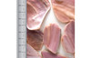 Pink Mussel Pieces
