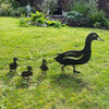 Mother Duck Corten Steel Garden Art with ducklings