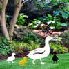 BAMC211 Duckling 3 Steel Garden Art White