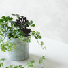 BAMA303 Fantail Corten Steel Pot Plant Art