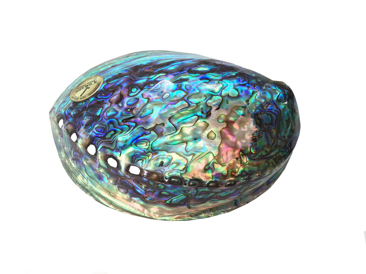 Shells and Craft