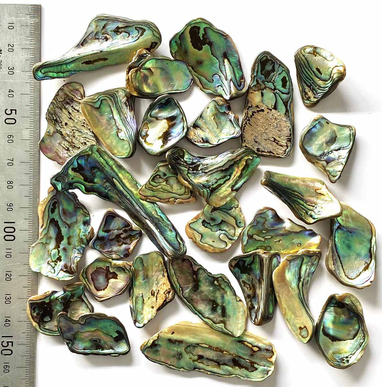 BASH110 Paua Shell pcs Classic Highly Polished - 500g bag