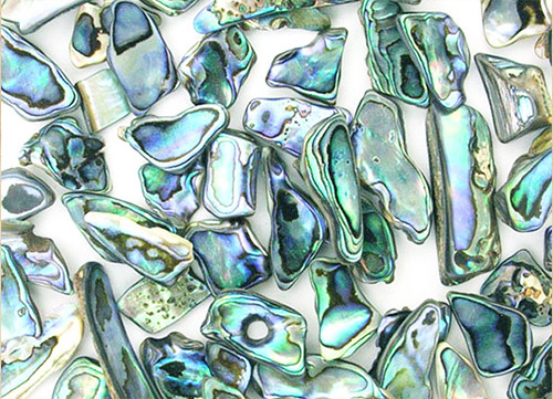 Paua Pieces