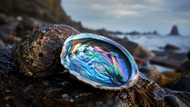New Zealand’s Colourful Natural Treasure