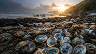 Are We Making the Most of New Zealand’s Pāua Shell?