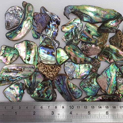 Large Polished Paua Pieces