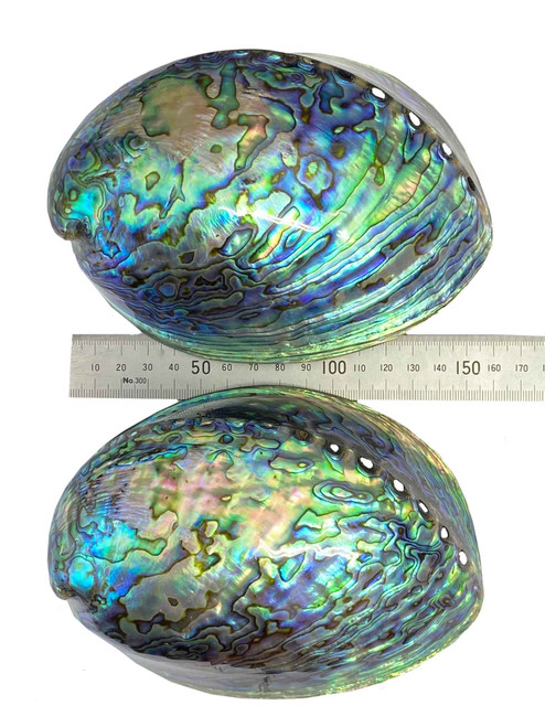 Trophy Pāua Shell