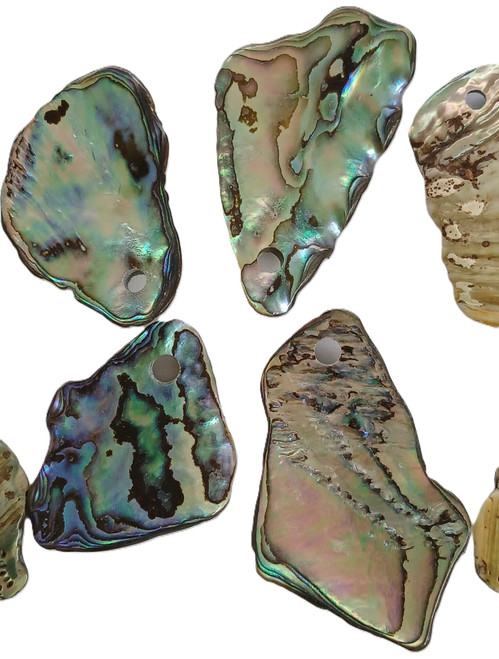 Highly Polished Paua Pieces with 3mm holes