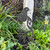 Kereru Black